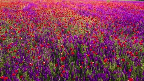 Forward movement through field of wild red poppies Stock Footage 176722638