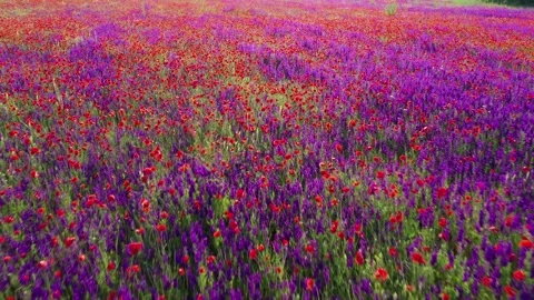 Forward movement through field of wild red poppies Stock Footage 185467172