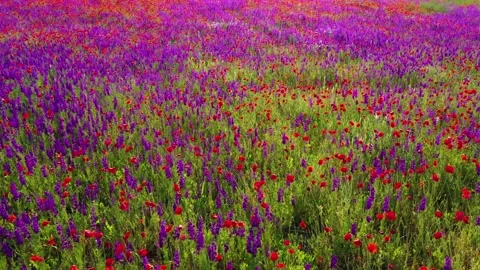 Forward movement through field of wild red poppies Stock Footage 185467886