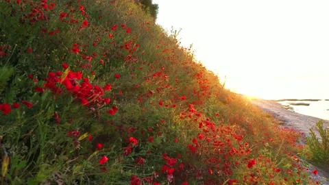 Forward movement through field of wild red poppies Stock Footage 194669850