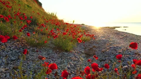Forward movement through field of wild red poppies Stock Footage 196616990