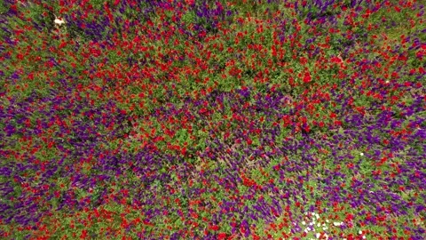 Forward movement through field of wild red poppies Stock Footage 197555844