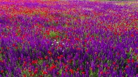 Forward movement through field of wild red poppies Stock Footage 229485501