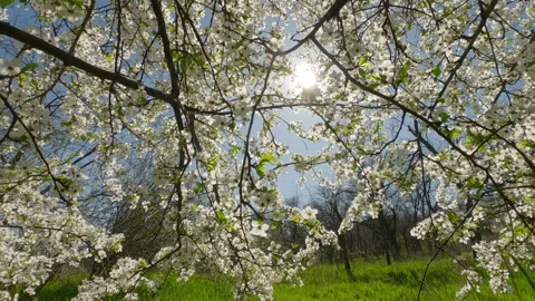 Forward movement through tall thick green grass flying above it and through the Stock Footage 302878105