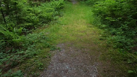 Forward Moving 4k Shot of the Forest Floor in Rich Green Foliage and Grass Stock Footage 91195896