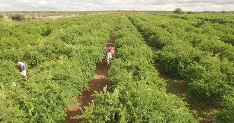 Forward moving aerial across fruit pickers harvesting organic agricultural fruit 스톡 동영상 101284927