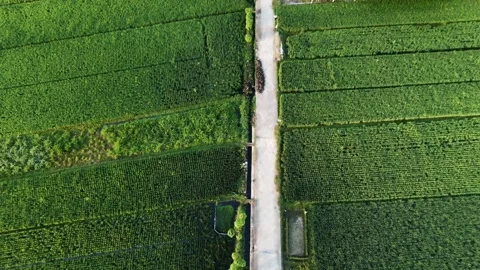 Forward moving aerial drone top down view of straight road through green rice fi Video stock 342086618