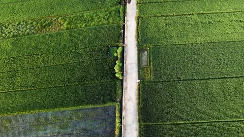 Forward moving aerial drone top down view of straight road through green rice Stock Footage 342903321