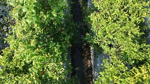 Forward moving aerial drone view of green chili pepper plant farm. Vídeo Stock 342092053