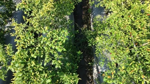 Forward moving aerial drone view of green chili pepper plant farm. Vídeo Stock 342092951