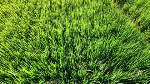 Forward moving aerial drone view of green rice paddy field. 스톡 동영상 342092985