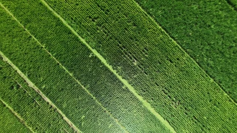 Forward moving aerial top down drone view of green rice paddy field. 動画素材 342092389
