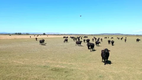 Forward moving aerial view over buffalos grazing on a grass plain Stock Footage 117068366