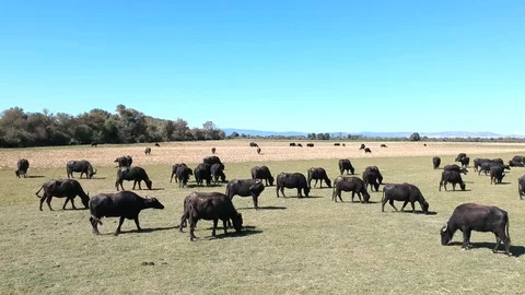 Forward moving aerial view over buffalos grazing on a grass plain Stock Footage 117068579
