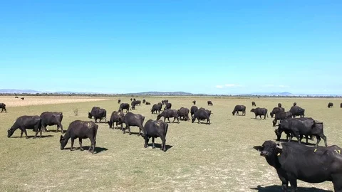 Forward moving aerial view over buffalos grazing on a grass plain Stock Footage 117068662