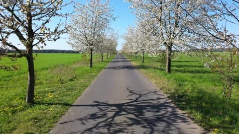 Forward moving along a small road under a blossom Cherry tree avenue in spring 库存影片 334816851