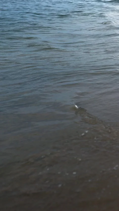 Forward Moving Camera Along Sandy Beach with Gentle Sea Waves at Sunset 库存影片 340624463