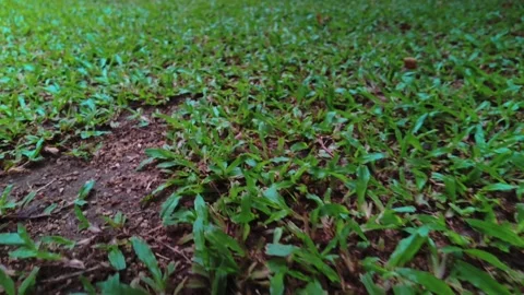 Forward Moving Camera Shot Over Lush Green Grass 動画素材 344647860