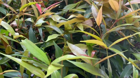 Forward-moving close-up shot of green foliage leaves Stock Footage 321133888
