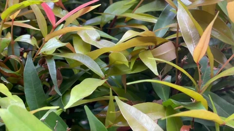 Forward-moving close-up shot of green foliage leaves Stock Footage 321133947