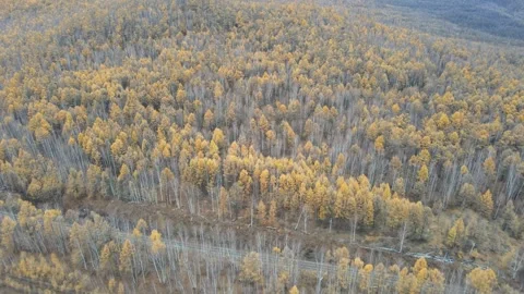 Forward Moving Drone Through Golden Autumn Forest Greater Khingan Mountains Stock Footage 330252219