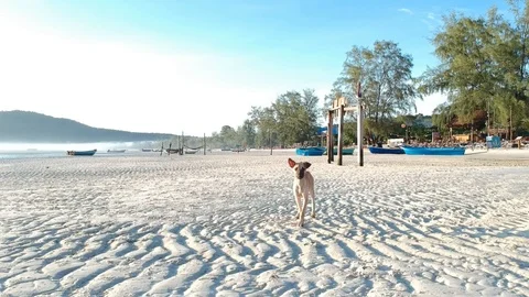 Forward moving drone view of island coast over dogs, hammocks and boats Stock Footage 111333734
