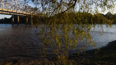 Forward moving shot of branches-leaves by river w bridge during evening sunset Stock Footage 97537144