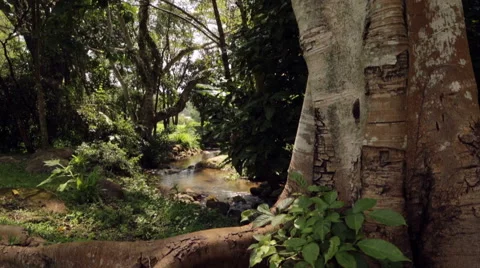 Forward moving shot with tree view Vídeo Stock 40744753