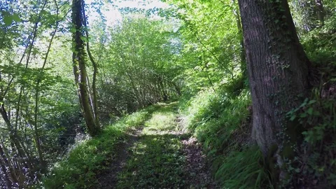 Forward pov walking in wild woods. hiking or trekking adventure in outdoors Stock Footage 77976239