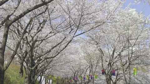 Forward Push In Cherry Blossom Canopy Rows Trees Seokchon Lake Seoul Festival 動画素材 106600849