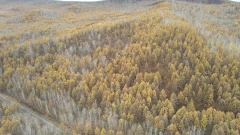 Forward Push Drone Shot Over Dense Golden Forest Greater Khingan Mountains Stock Footage 330252123