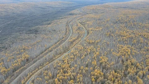 Forward Push Drone View Across Golden Autumn Forest Greater Khingan Mountains Stock Footage 330252133