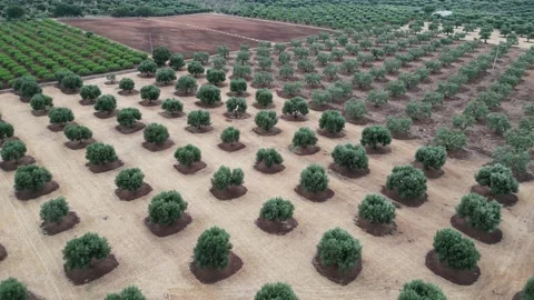 Forward Push Olive Tree Orchard, Puglia, Italy Stock Footage 197061766