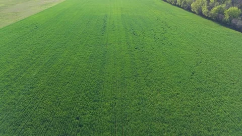 Forward Push Over Green Spring Field in Wind at Golden Hour 스톡 동영상 332128162