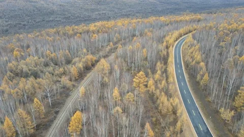 Forward Push Over Vast Autumn Taiga Forest Greater Khingan Mountains Video stock 330252225