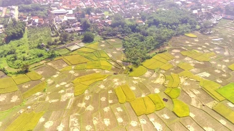 Forward shot on rice field Video stock 191905116