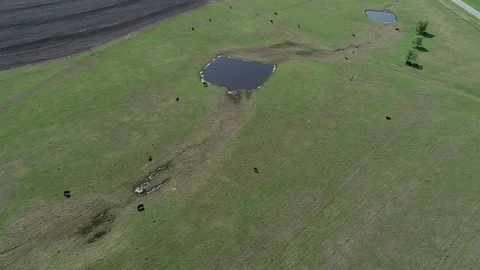 Forward slow flight over pasture with cattle grazing, Milam County Texas Stock Footage 129204738