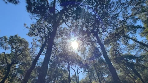 Forward steadicam movement in pine forest on Princes Islands with sun lens flare Stock Footage 346484795