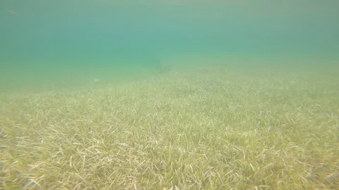 Forward swim above turtle grass in Caribbean bay 스톡 동영상 200590942