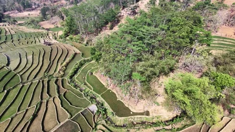 Forward Tilt-Down Drone View Of Terraced Rice Fields Bordering A Lush Green  Stock-Footage 346809036