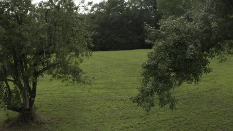 Forward track between two trees on pasture and forest Video stock 155134934
