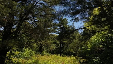 Forward track through trees in springtime western North Carolina Video stock 110888502