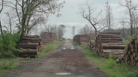 Forward tracking between piles of tree trunks along path, France Stock Footage 333107801