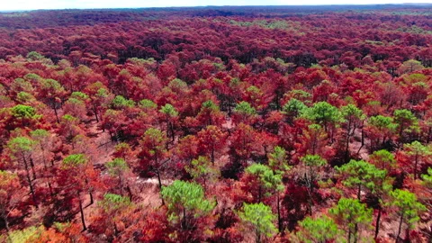 Forward tracking of burned forest with green and red trees, Gironde Stock Footage 332065604