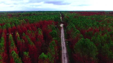 Forward tracking following path through red and green forest, Gironde Stock Footage 332065674