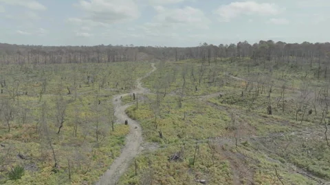 Forward tracking overall shot of deforested area, France Stock Footage 333108539