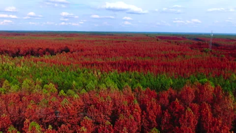 Forward tracking of red and green trees in forest, Gironde Видео 332065571