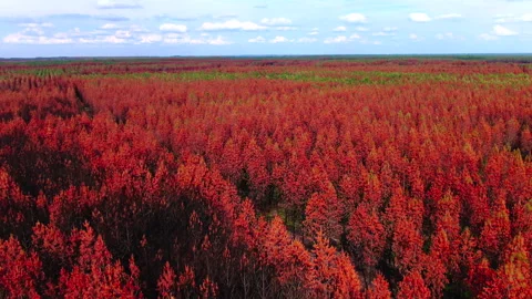 Forward tracking of red trees with few green trees, Gironde Stock Footage 332065495