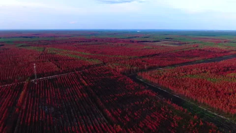 Forward tracking of red trees in forest, Gironde Stockbeeldmateriaal 332065596