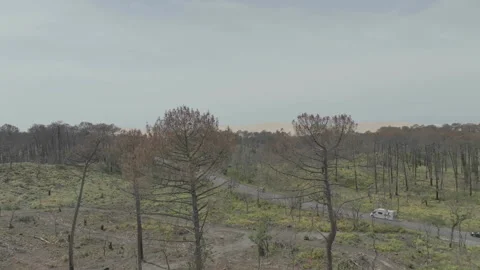 Forward tracking of road through partially deforested forest, France Stock Footage 333108793
